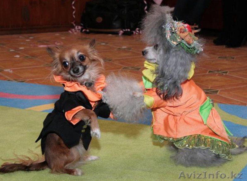 Дрессированные собачки! - Изображение #4, Объявление #1176404