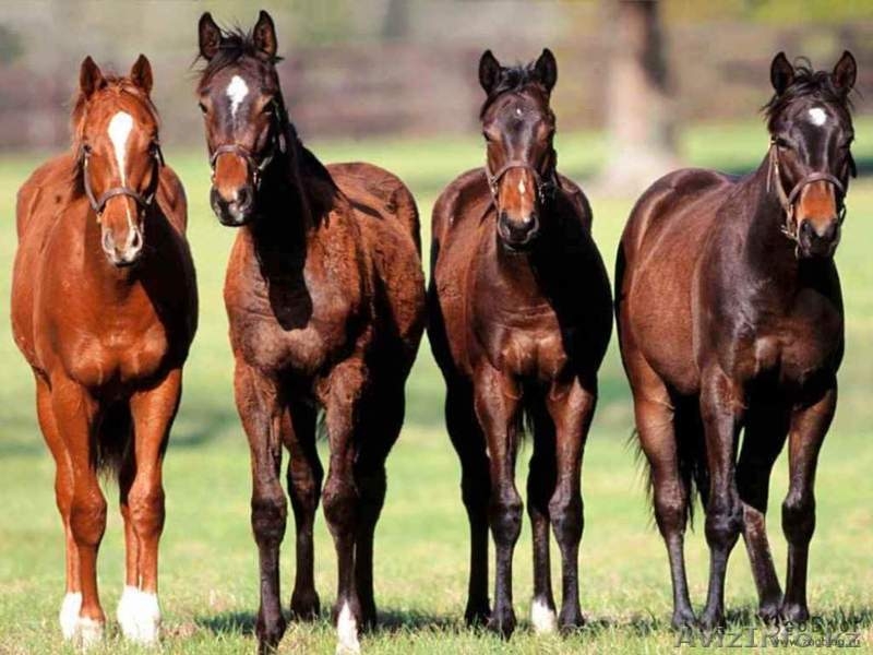 Лошади, коровы на согым - Изображение #1, Объявление #1179520