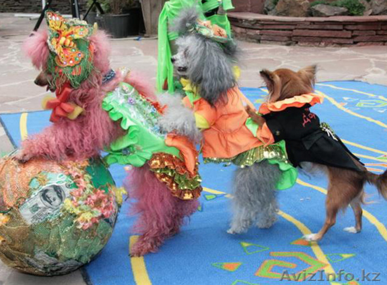 Дрессированные собачки! - Изображение #5, Объявление #1176404
