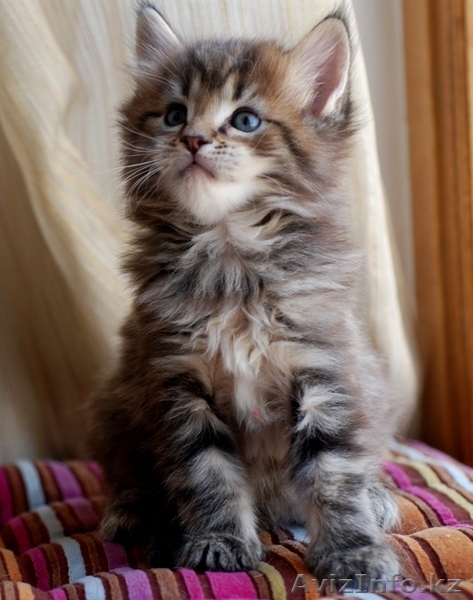 Мейн-кун котята - Изображение #4, Объявление #1178986