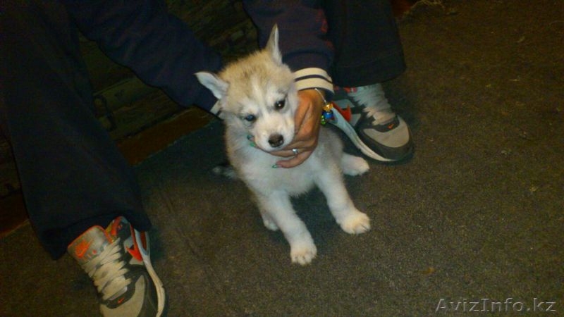 Очаровательные щенки Хаски - Изображение #2, Объявление #1175561