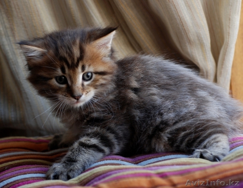 Мейн-кун котята - Изображение #5, Объявление #1178986