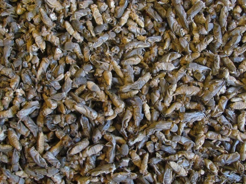 Народное средство для лечения туберкулеза  - азиатская МЕДВЕДКА - Изображение #3, Объявление #1182530