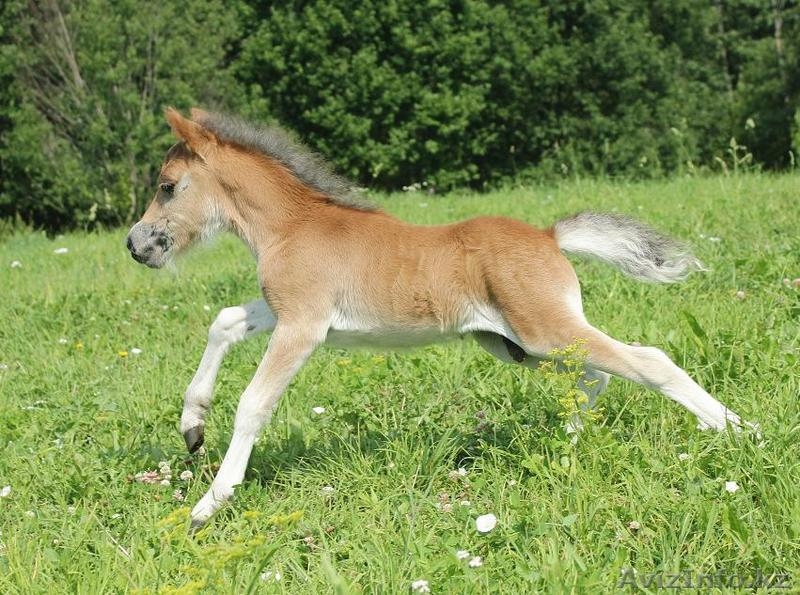 Продажа пони. Пони-ферма. - Изображение #1, Объявление #1183035