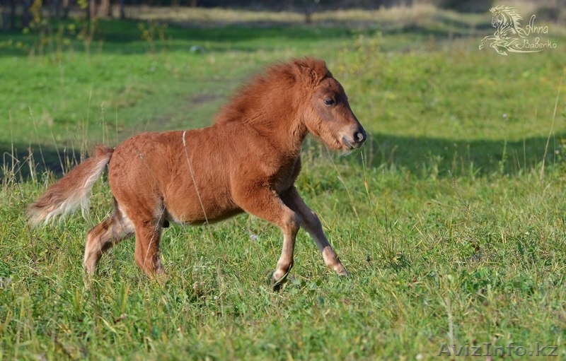 Продажа пони. Пони-ферма. - Изображение #2, Объявление #1183035