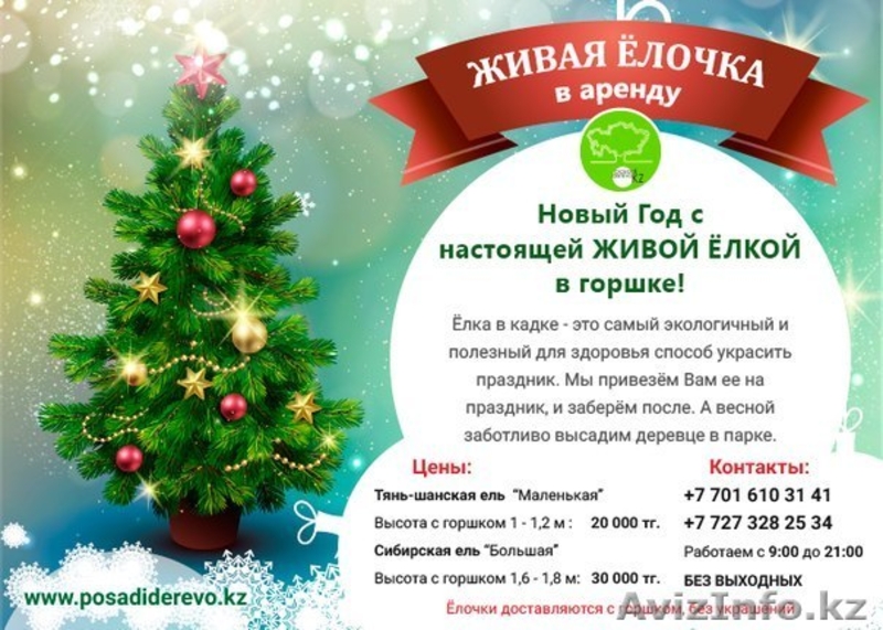 Аренда Живой Елочки в Алматы! До 5 декабря! - Изображение #1, Объявление #1179789