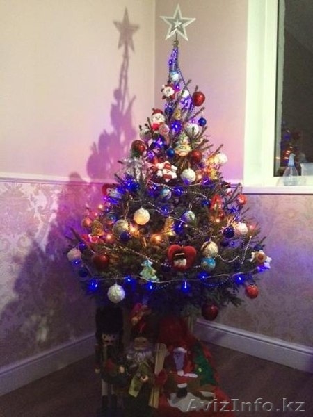Аренда Живой Елочки в Алматы! До 5 декабря! - Изображение #2, Объявление #1179789