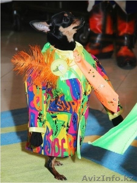 Шоу с собачками!  - Изображение #3, Объявление #1173566