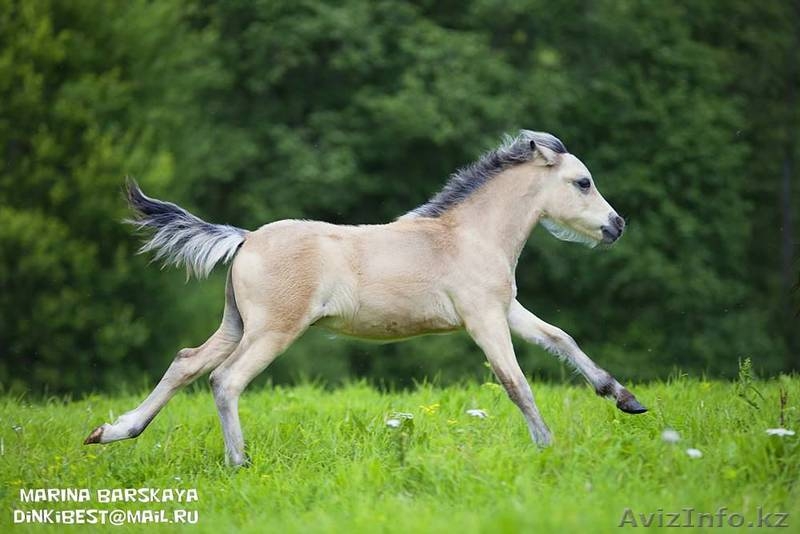 Продажа пони. Пони-ферма. - Изображение #3, Объявление #1183035