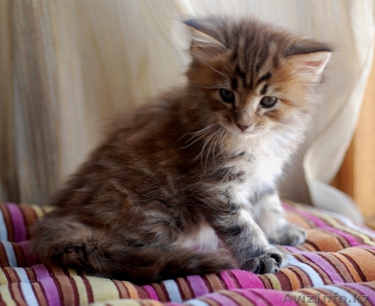Мейн-кун котята - Изображение #2, Объявление #1178986