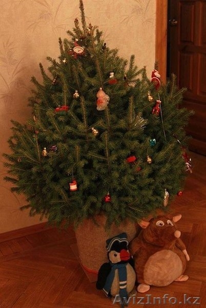 Аренда Живой Елочки в Алматы! До 5 декабря! - Изображение #4, Объявление #1179789