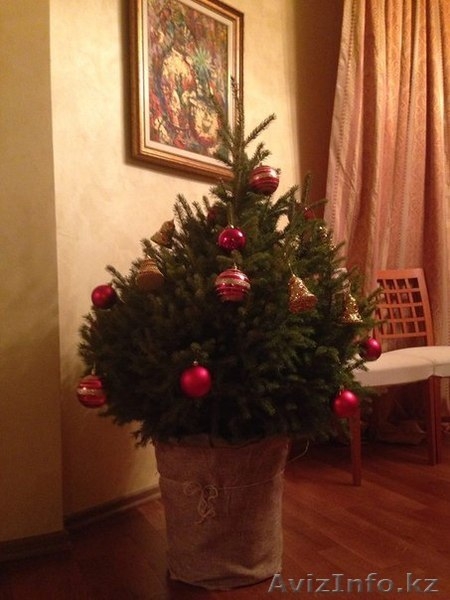 Аренда Живой Елочки в Алматы! До 5 декабря! - Изображение #5, Объявление #1179789