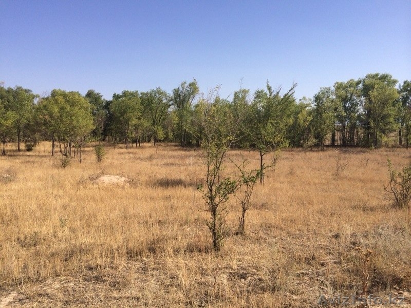 Земельный участок в п.Турар - Изображение #3, Объявление #980011