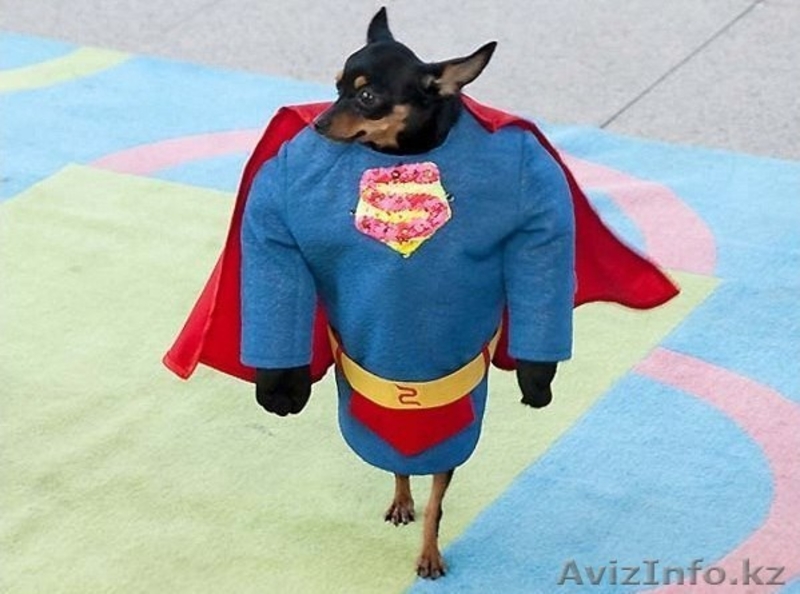 Шоу с собачками!  - Изображение #4, Объявление #1173566