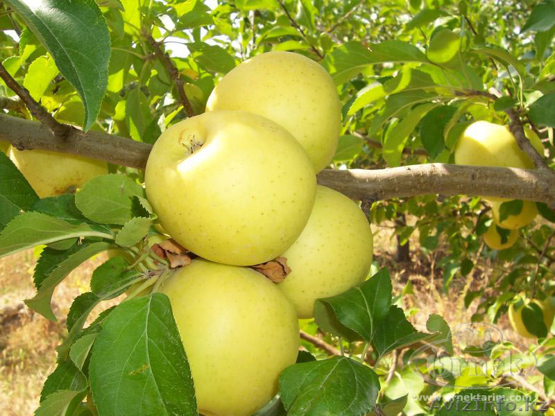 Продажа яблок в Алматы - Изображение #1, Объявление #1183753