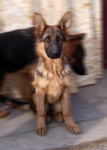 Продам Щенков немецкой овчарки в Алматы - Изображение #3, Объявление #1188902