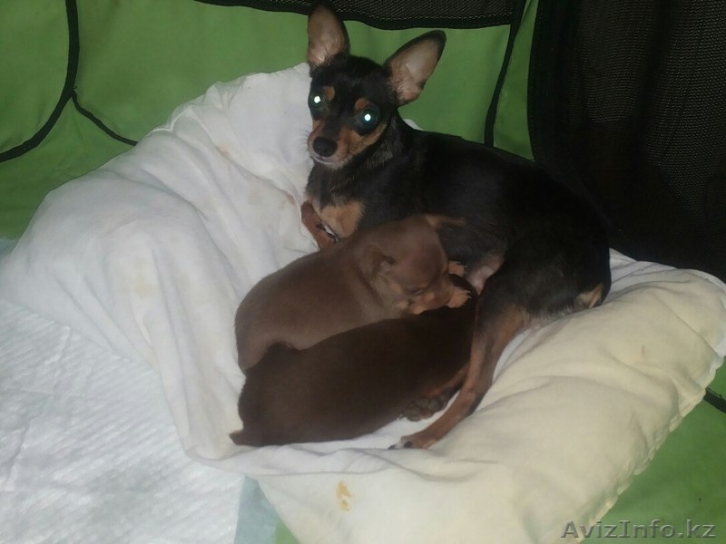 Самый милый той-терьер для самых заботливых хозяев - Изображение #1, Объявление #1197640