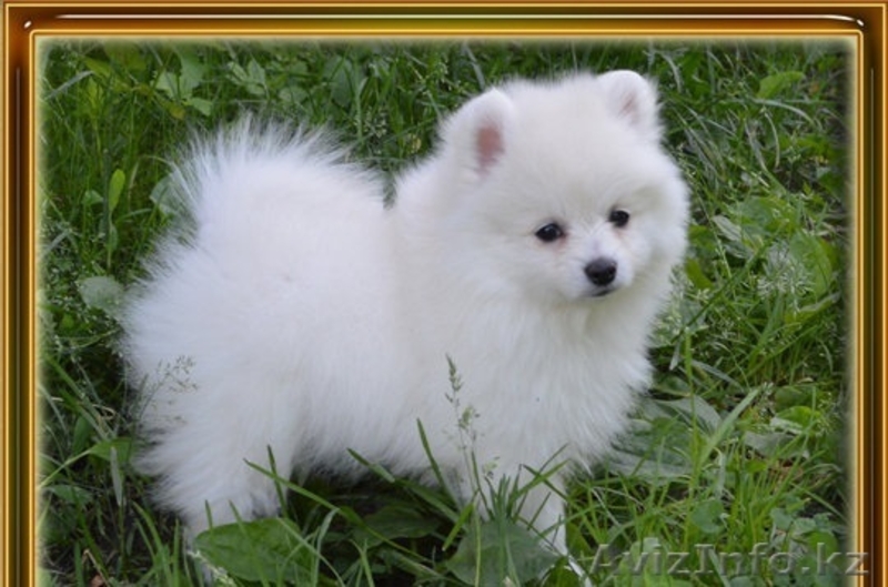 Померанского Шпица - Изображение #2, Объявление #1192145