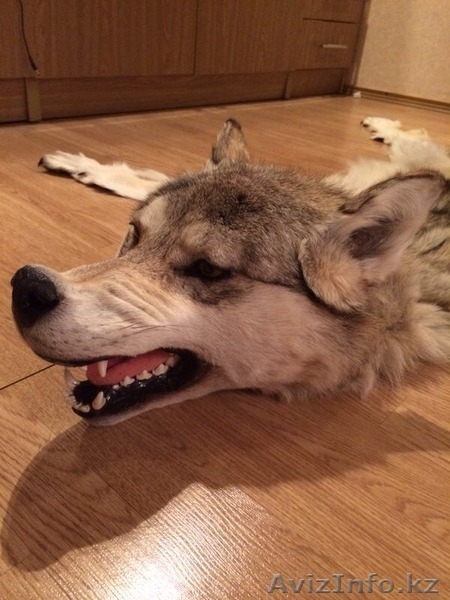 Шкура волка с головой - Изображение #2, Объявление #1197395