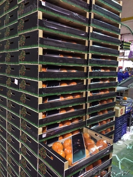 Продаем хурму из Испании - Изображение #7, Объявление #1190235