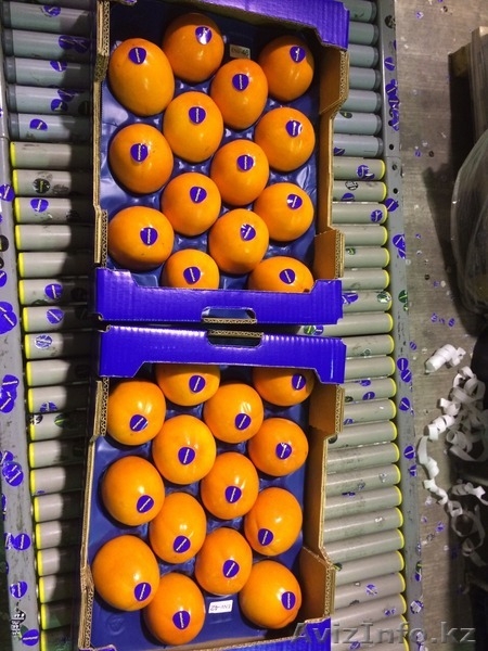 Продаем хурму из Испании - Изображение #10, Объявление #1190235