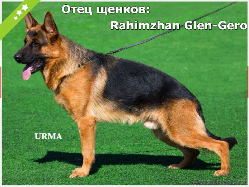Продам Щенков немецкой овчарки в Алматы - Изображение #2, Объявление #1188902