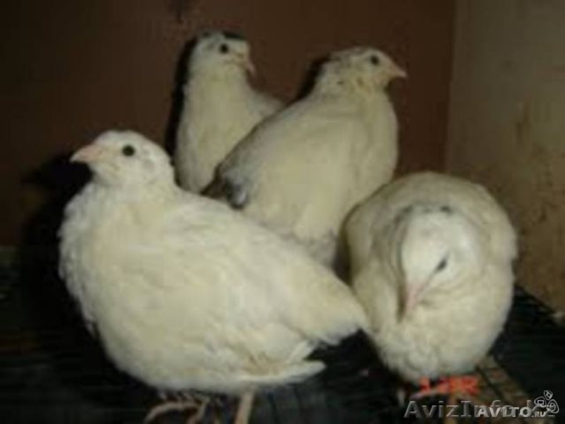 Перепела разного возраста, инкубационное и пищевое яйцо - Изображение #5, Объявление #1190797