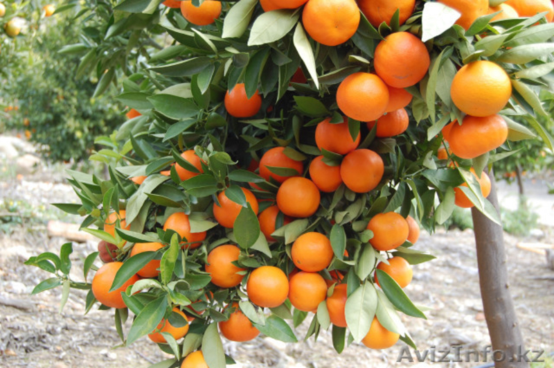 Поставка эксклюзивных фруктов по СНГ - Изображение #1, Объявление #1186570