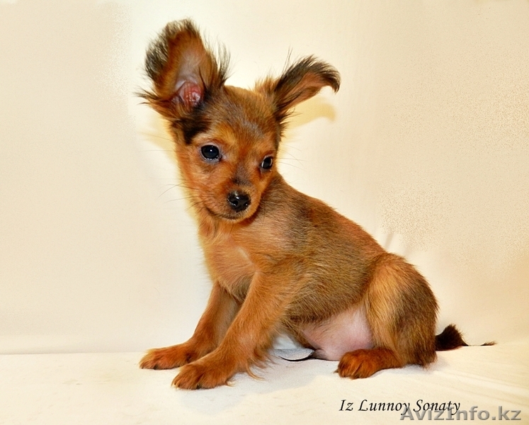 Русский той-терьер "Из Лунной Сонаты" - маленький красивый мальчик. - Изображение #1, Объявление #1207510