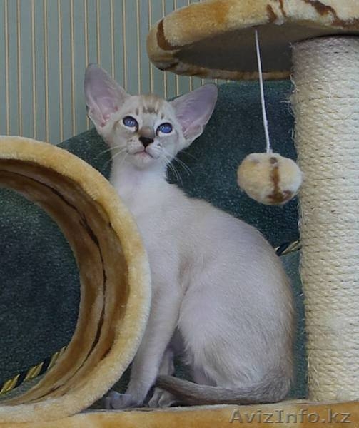 Сиамские котята из питомника "Амрита Марга" - Изображение #5, Объявление #1199297