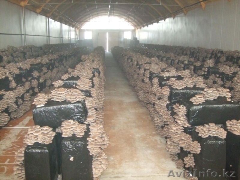 Организуем грибное производство  - Изображение #2, Объявление #1199266