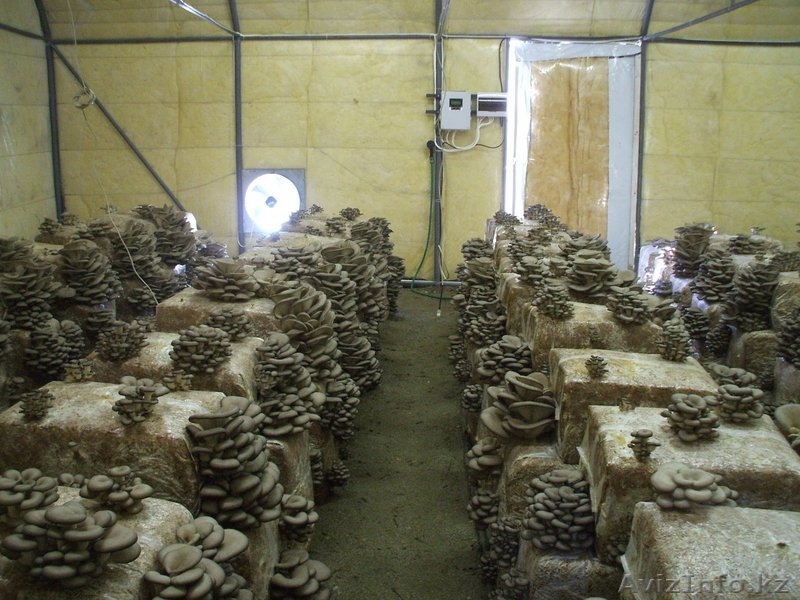 Организуем грибное производство  - Изображение #3, Объявление #1199266