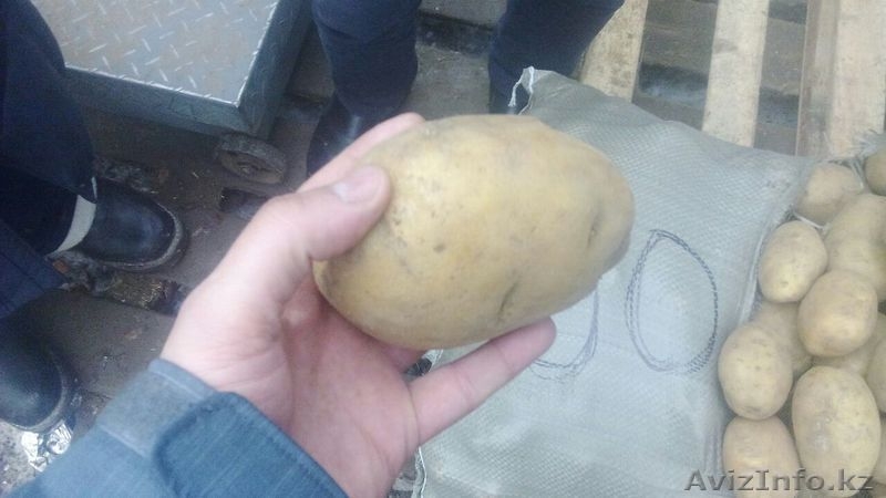 Картофель (оптом) - Изображение #1, Объявление #1208872