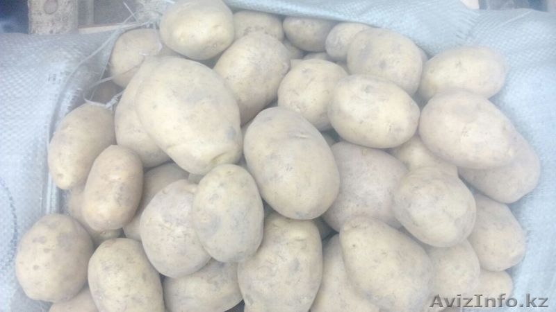 Картофель (оптом) - Изображение #2, Объявление #1208872