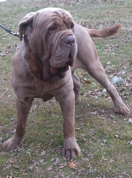 неаполитанский мастиф мастино неаполитано - Изображение #4, Объявление #1201645