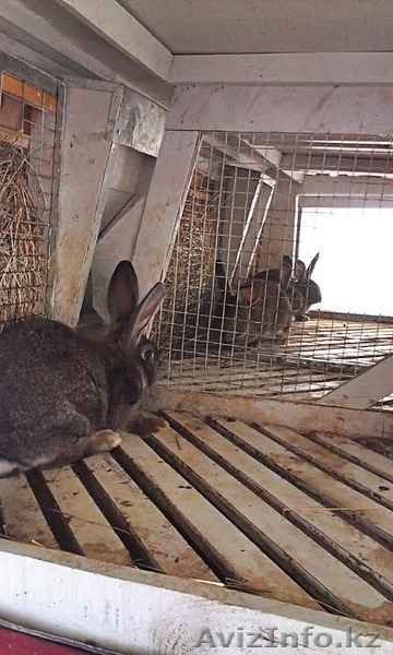 Мясо кролика - для всех - Изображение #4, Объявление #1184230