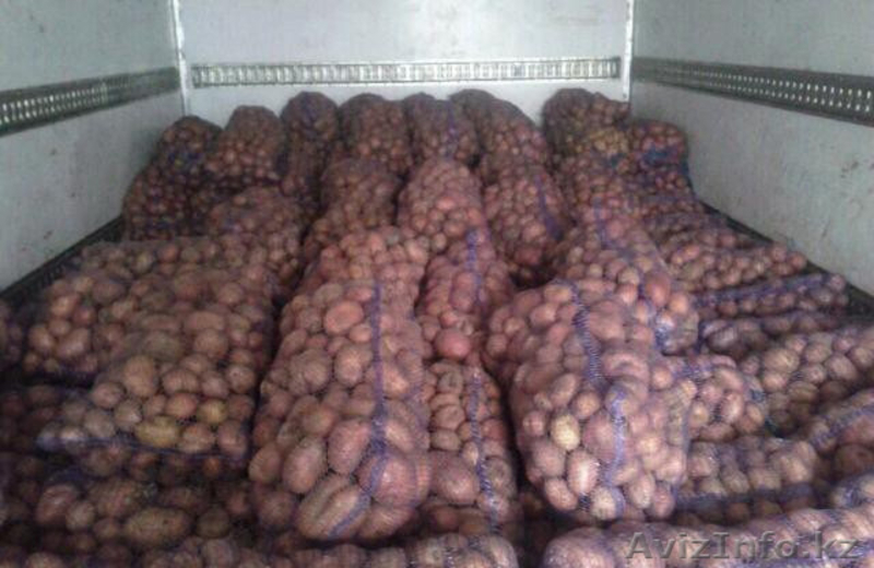 Продажа картошек из Белорусии - Изображение #2, Объявление #1221151