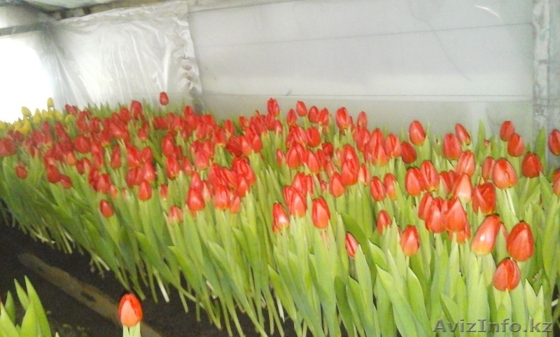ГОЛЛАНДСКИЕ ТЮЛЬПАНЫ к 8-му МАРТУ - Изображение #1, Объявление #1220490