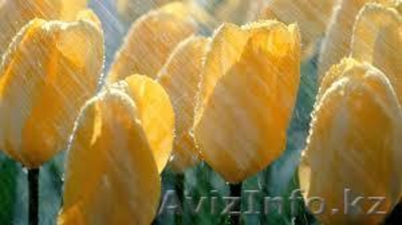 ГОЛЛАНДСКИЕ ТЮЛЬПАНЫ к 8-му МАРТУ - Изображение #2, Объявление #1220490