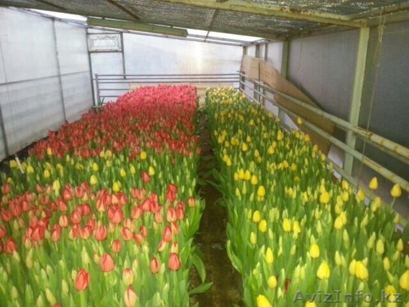 Роскошные, Голландские ТЮЛЬПАНЫ на восьмое Марта  - Изображение #1, Объявление #1226418