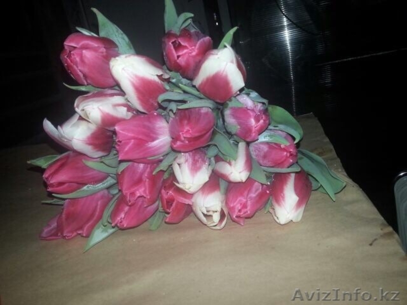 Роскошные, Голландские ТЮЛЬПАНЫ на восьмое Марта  - Изображение #2, Объявление #1226418