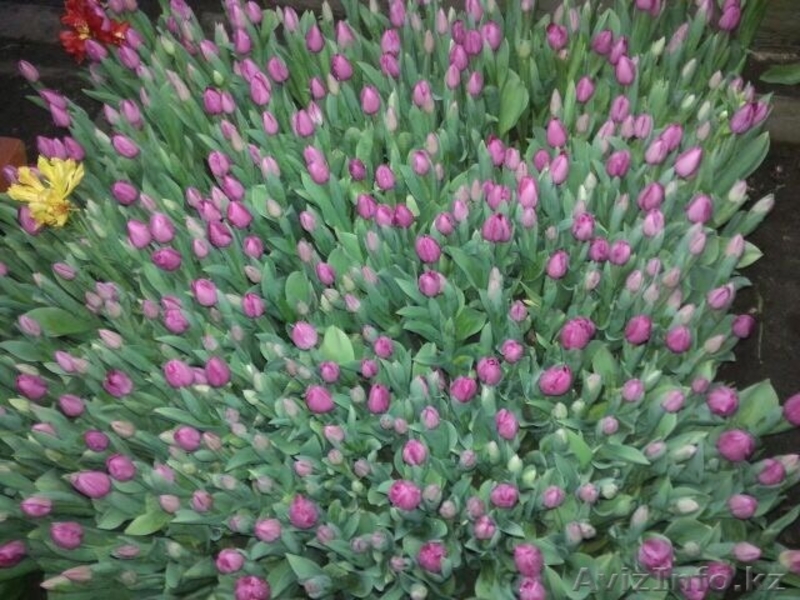 Роскошные, Голландские ТЮЛЬПАНЫ на восьмое Марта  - Изображение #5, Объявление #1226418