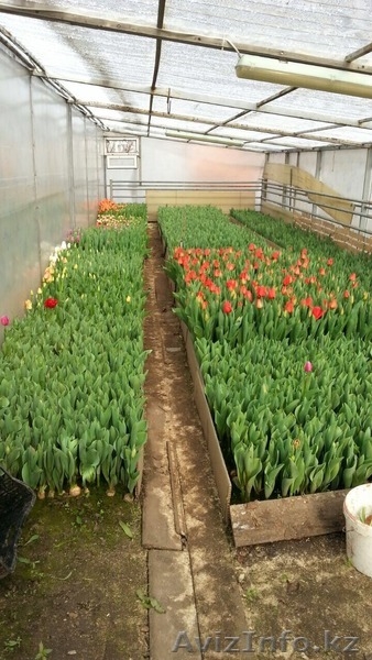 Роскошные, Голландские ТЮЛЬПАНЫ на восьмое Марта  - Изображение #8, Объявление #1226418