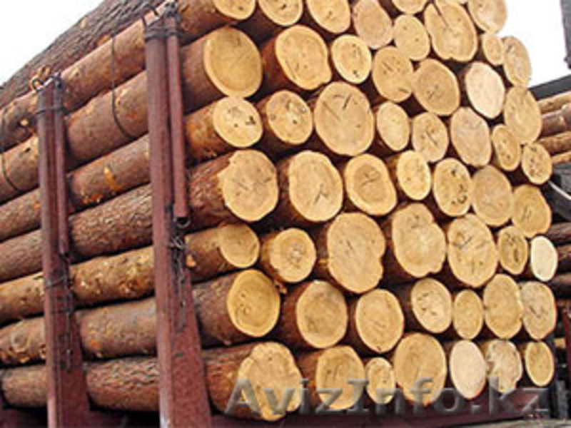 Продам лес-кругляк:сосна.ель.дуб.пихта. - Изображение #3, Объявление #1214790