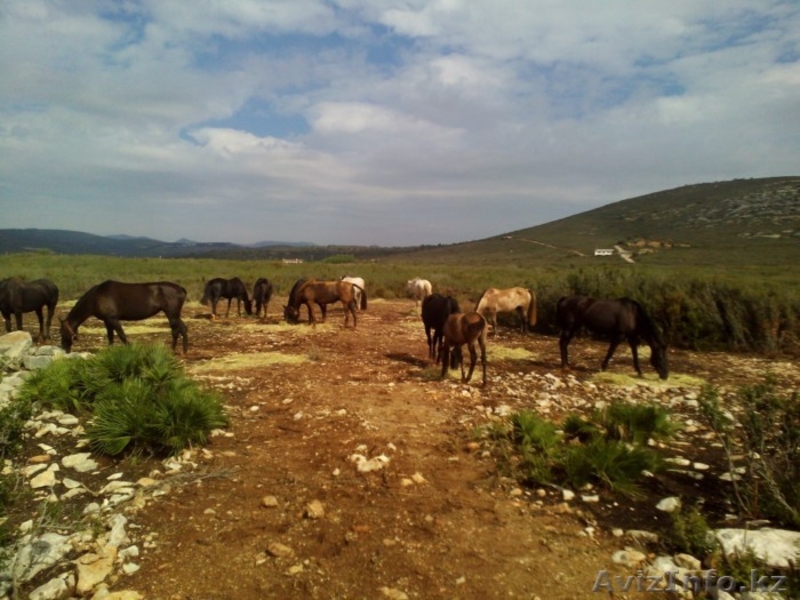 поместье в Испании,La Salsadella,Valencia,Castellon - Изображение #4, Объявление #1212798