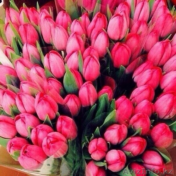 Голландские тюльпаны! - Изображение #3, Объявление #1223034