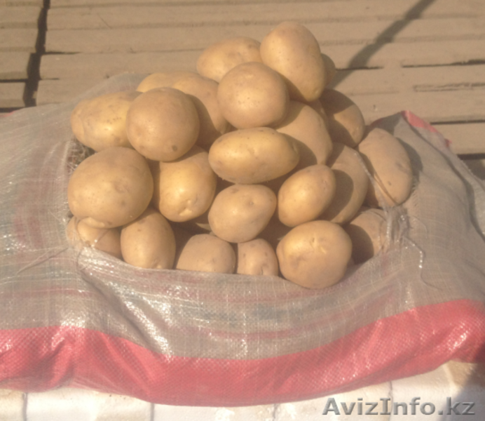 Картофель молодой - Изображение #2, Объявление #1229986