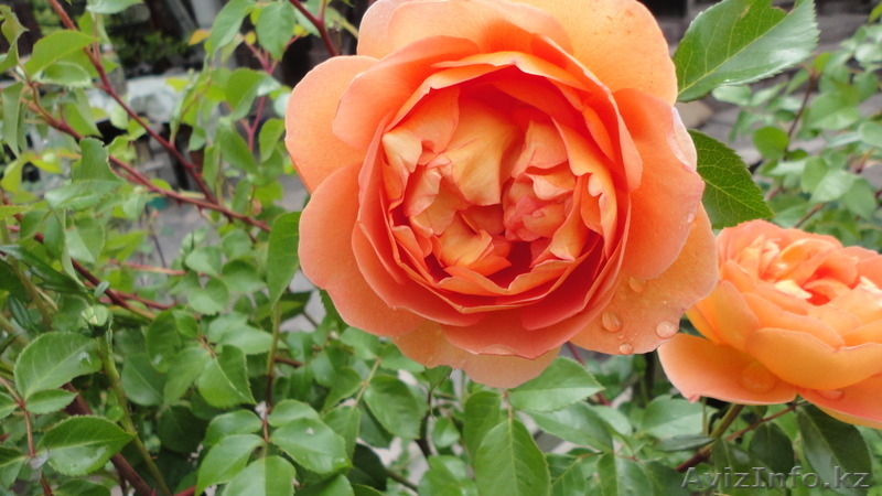 Саженцы старинных английских роз - Изображение #5, Объявление #1228005