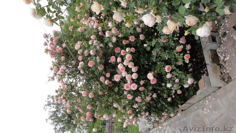 Саженцы старинных английских роз - Изображение #1, Объявление #1228005