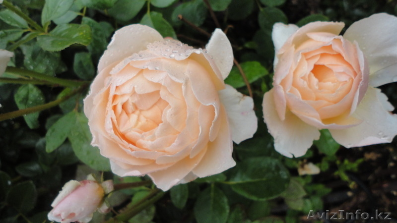 Саженцы старинных английских роз - Изображение #3, Объявление #1228005